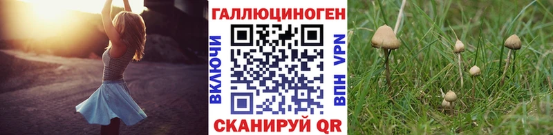 Галлюциногенные грибы Psilocybe Донской